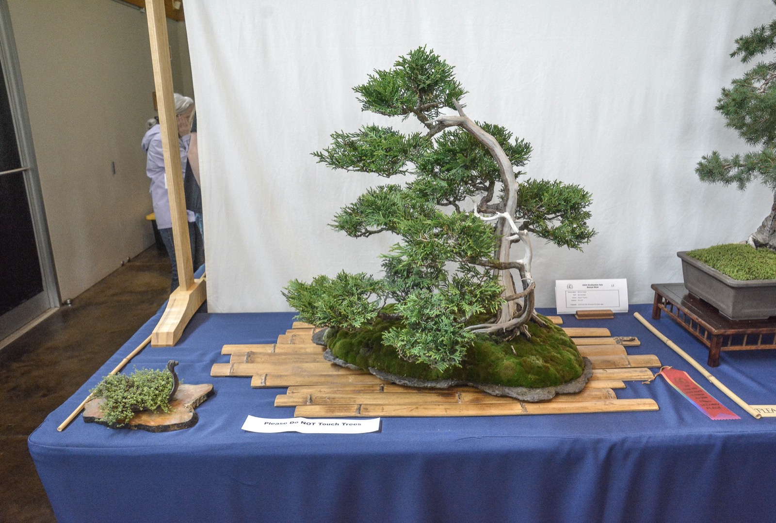 Windswept white cedar bonsai on a moss-covered slab
