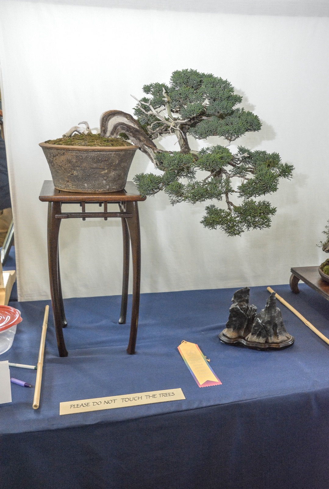 Cascade kishu shimpaku juniper falling below its pot on a tall dark stand