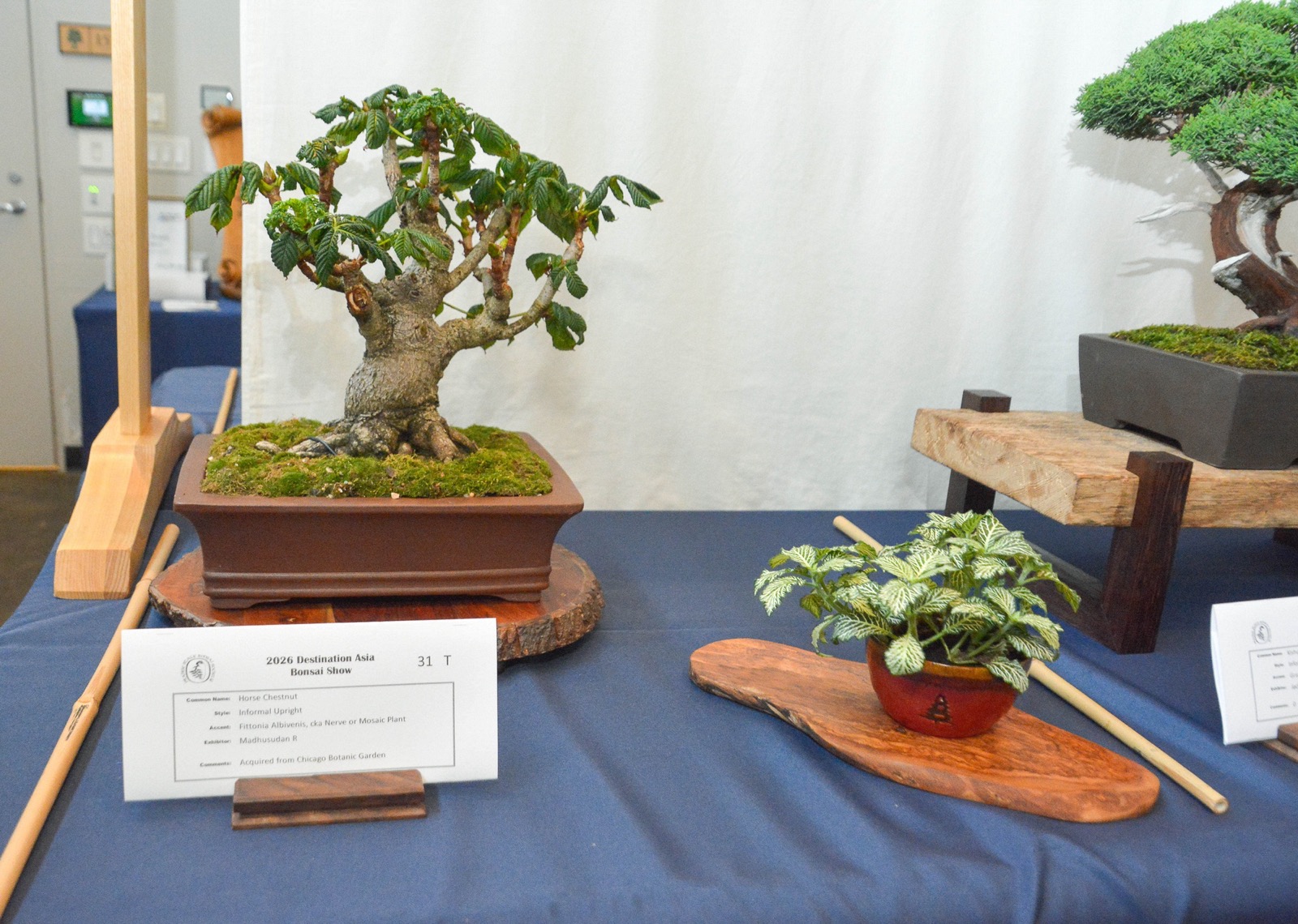 Informal upright horse chestnut bonsai with large palmate leaves