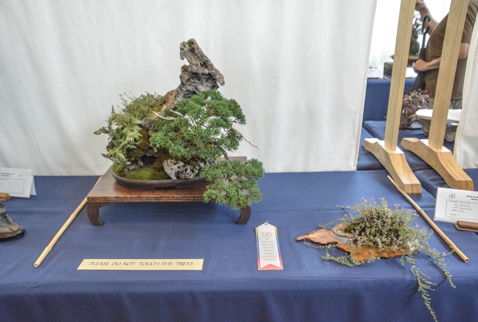 Kishu juniper rock planting with ferns and moss on a dark tray