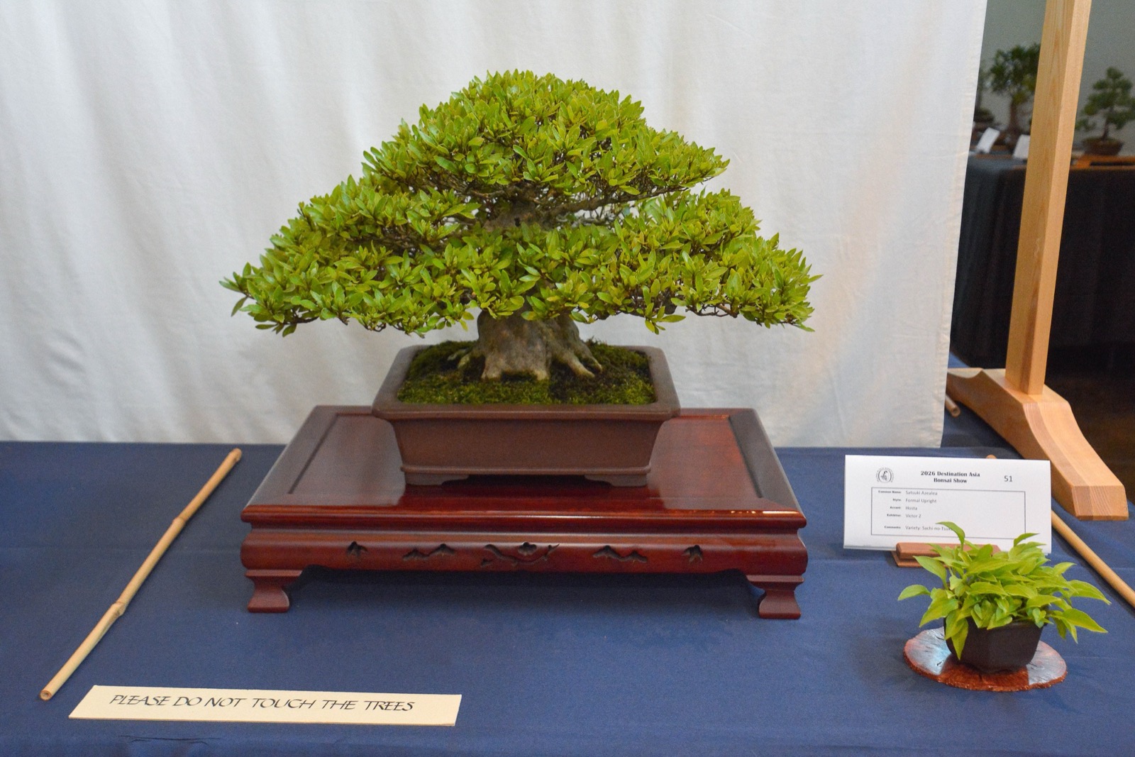 Formal upright satsuki azalea bonsai on a red lacquered display table