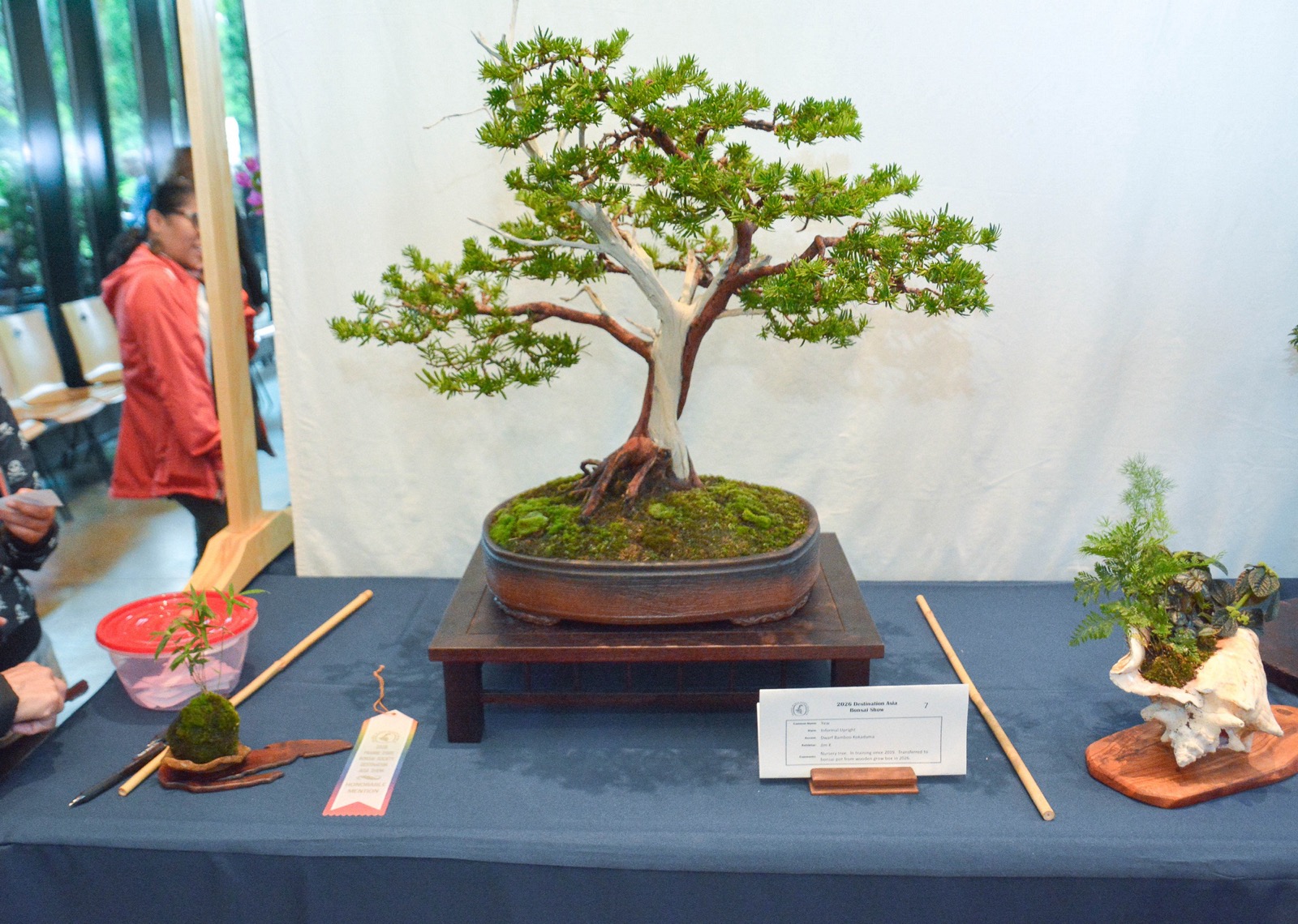 Informal upright yew bonsai with a pale deadwood trunk