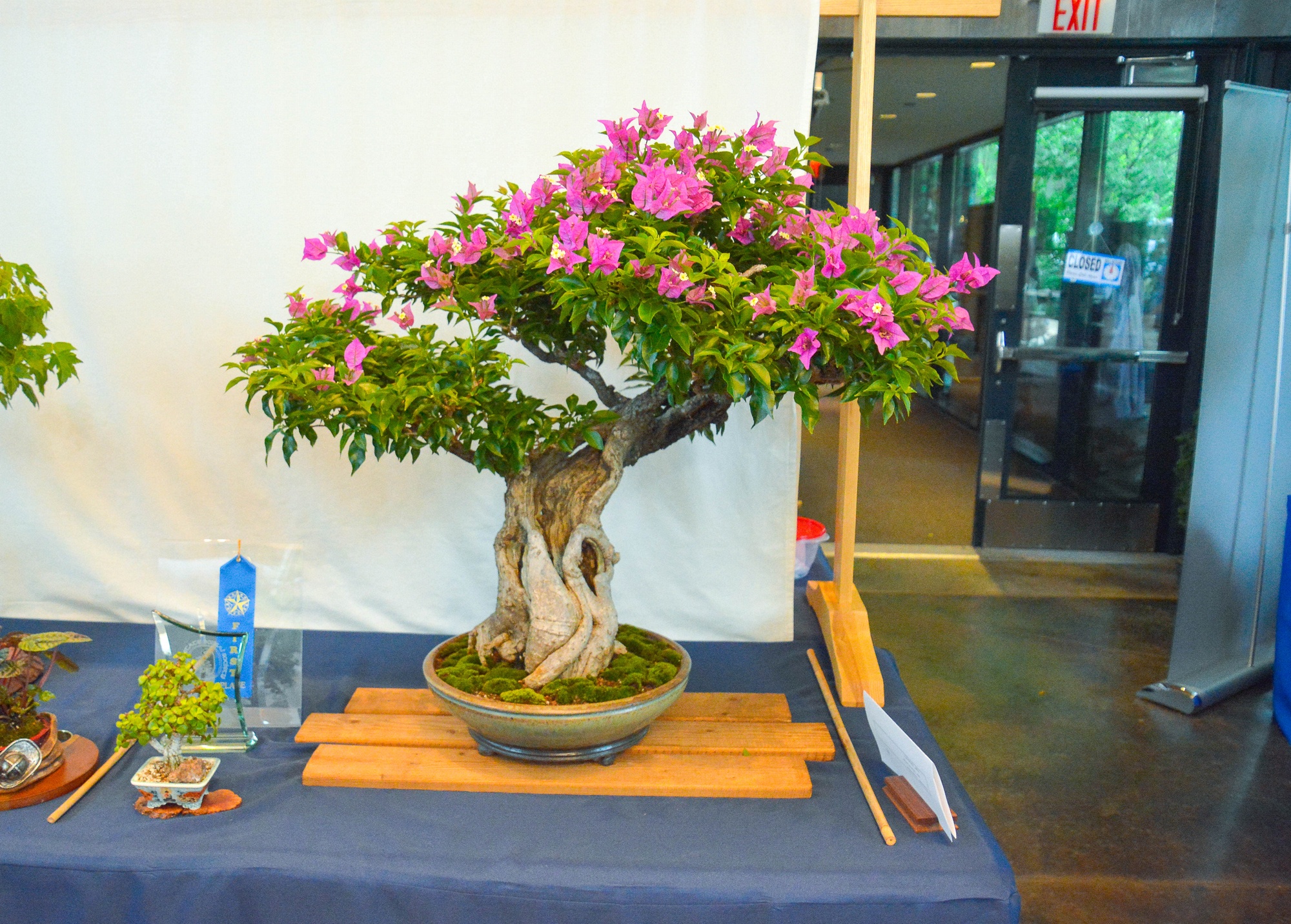 Jennifer P. — Bougainvillea