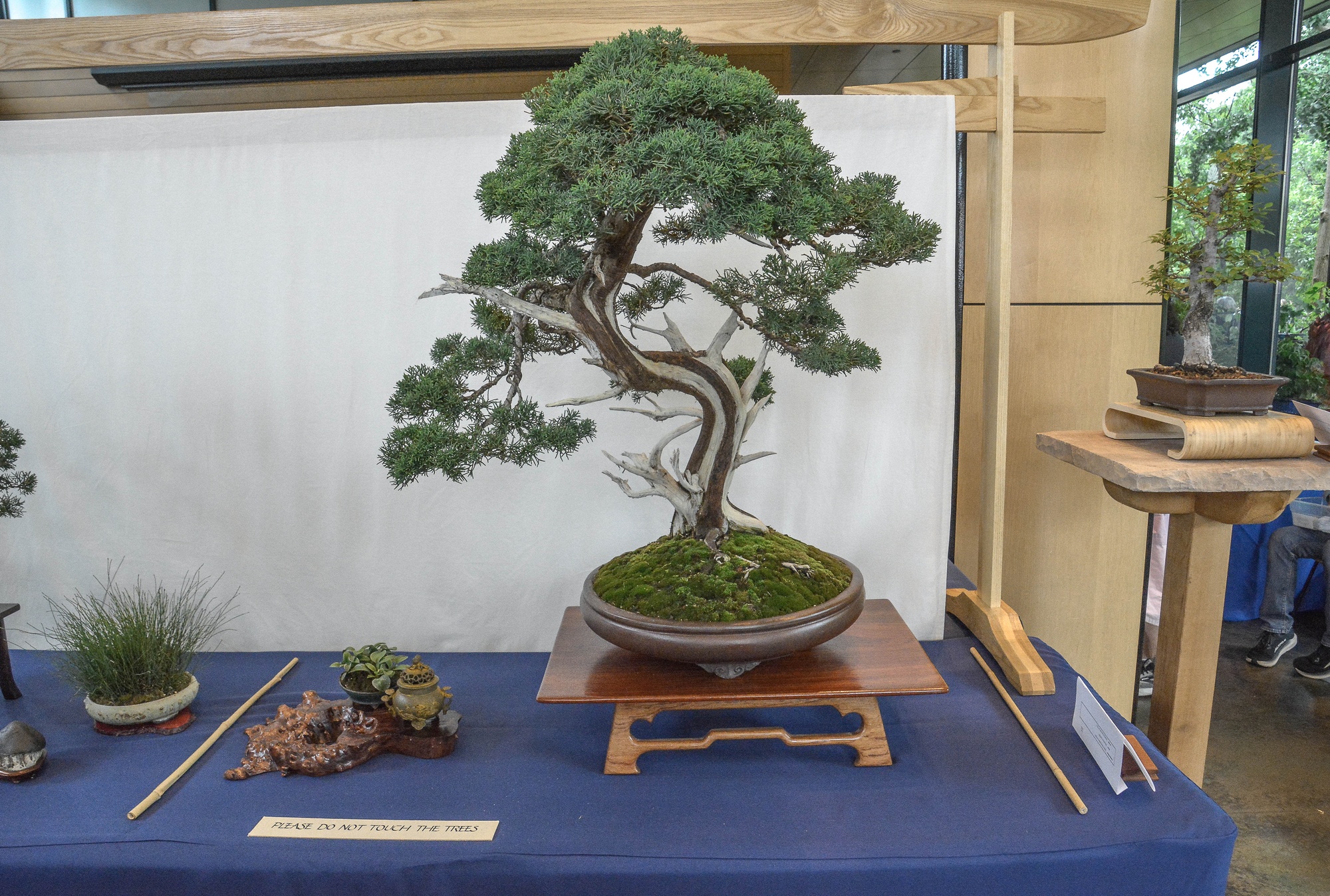 Larry M. — Kishu Shimpaku Juniper