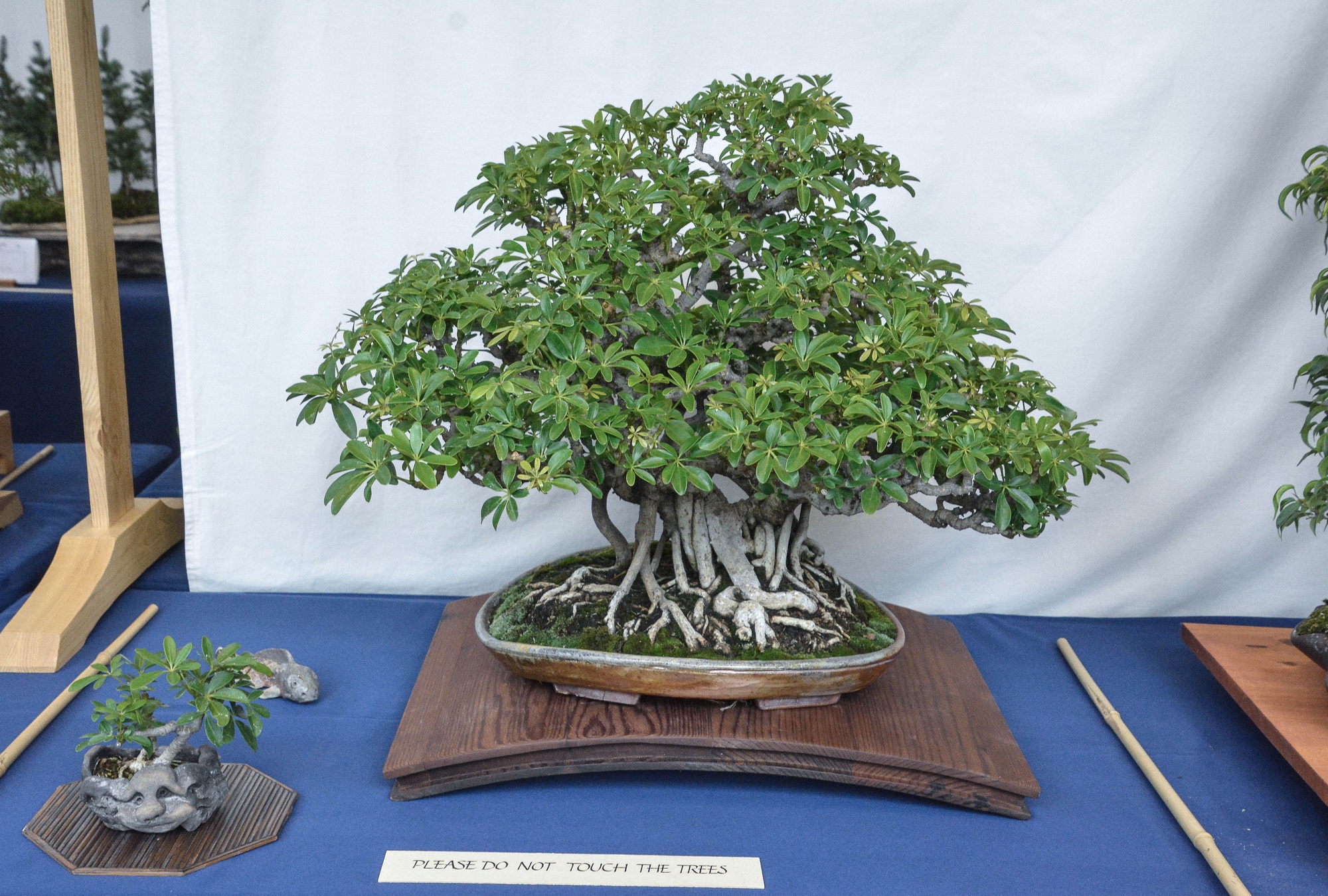 Phil M. — Hawaiian Schefflera