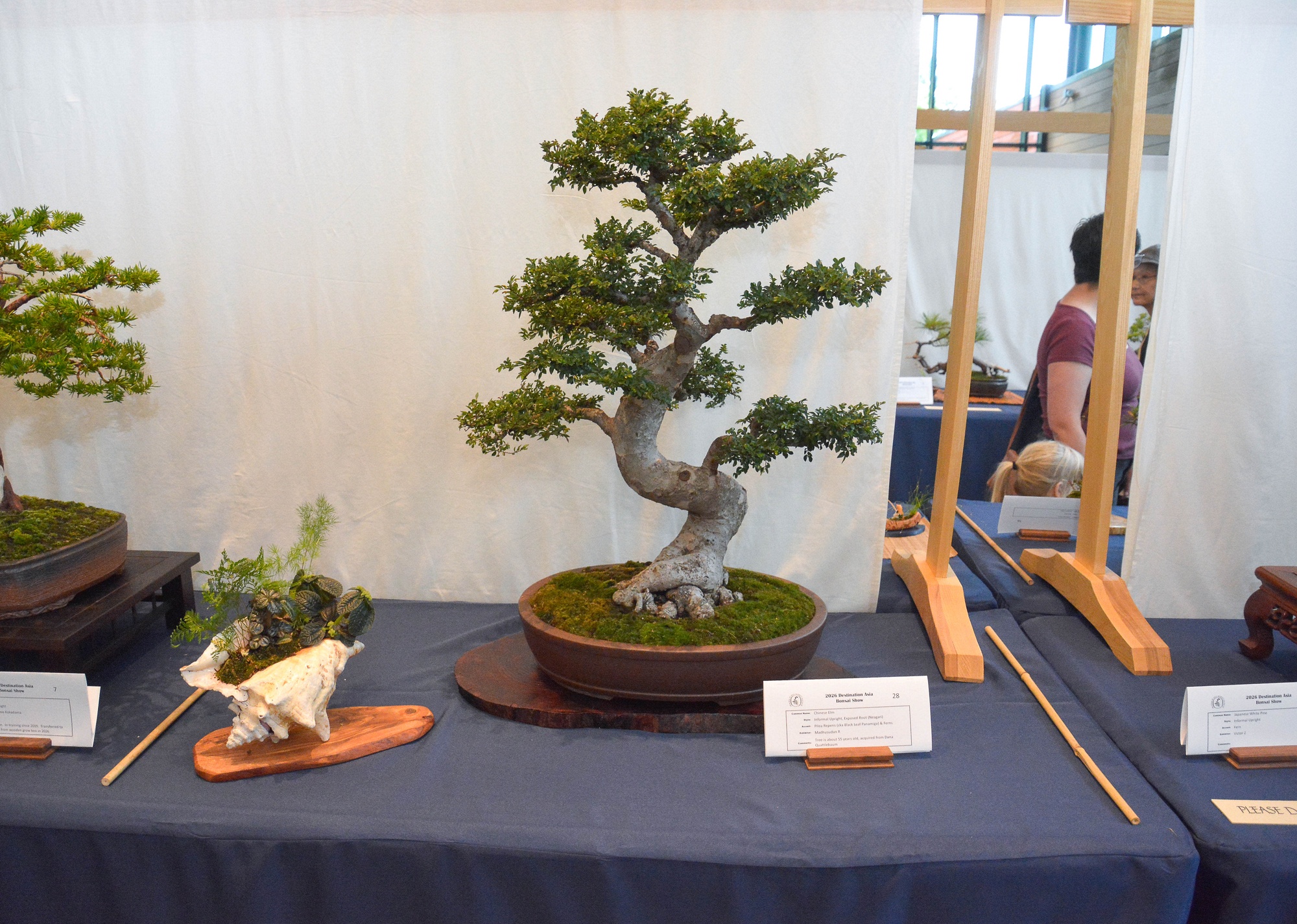 Madhusudan R. — Chinese Elm