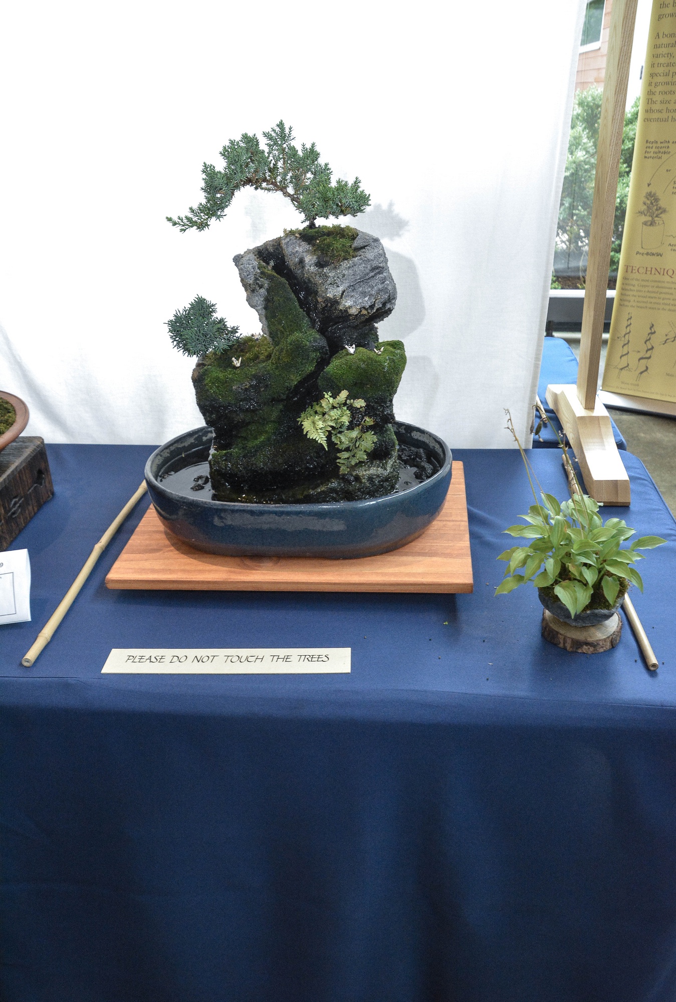 Bill I. — Juniper & Japanese Painted Fern — Rock Formation