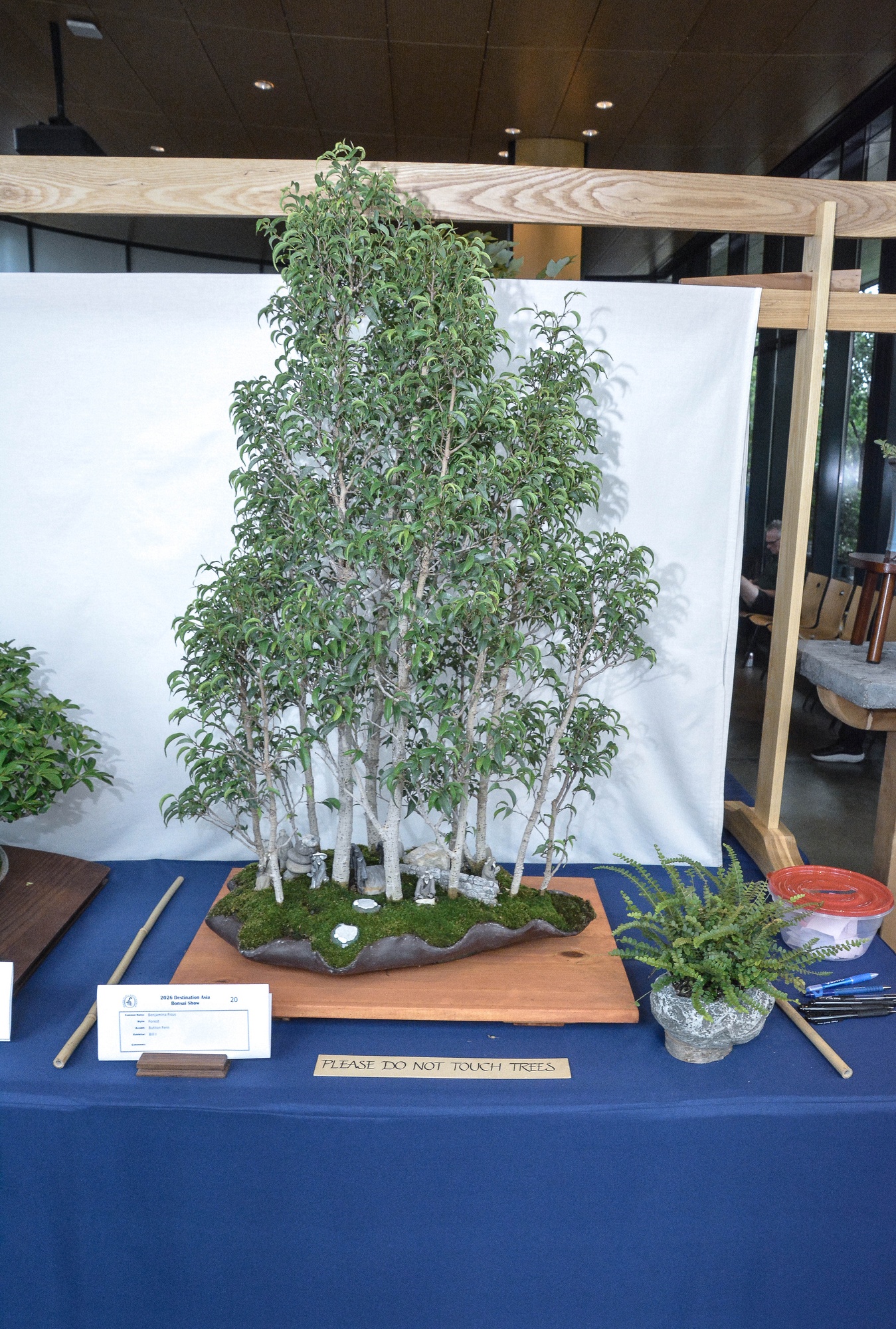 Bill I. — Benjamina Ficus