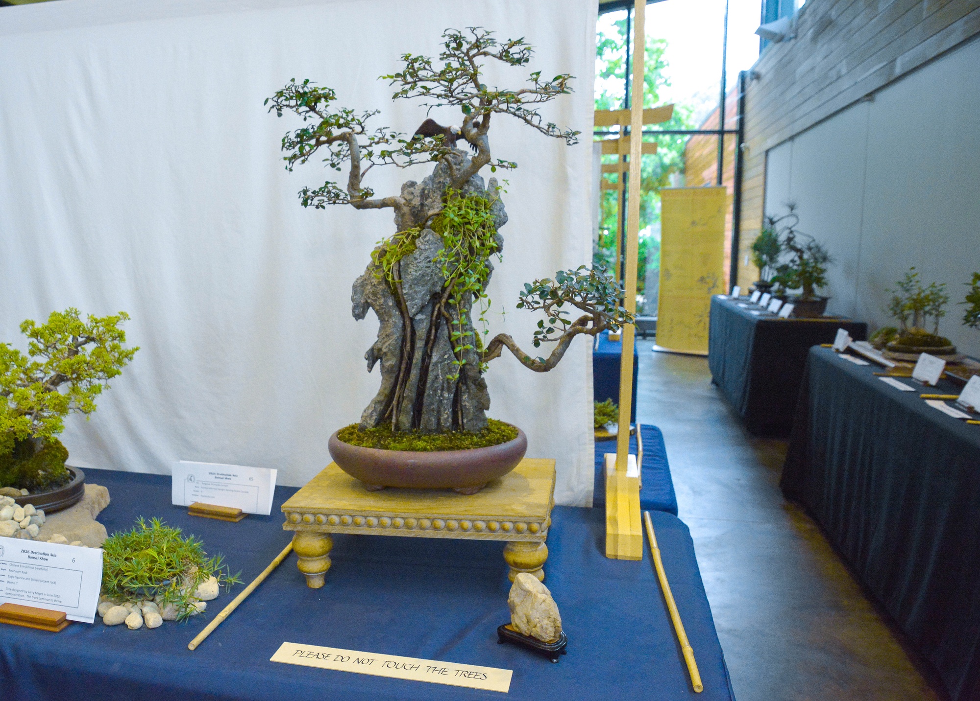 Dennis T. — Chinese Elm (Root over Rock)