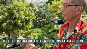 Peter Chan in a Hawaiian shirt beside a bonsai at the Chicago Botanic Garden, from the video Off to Chicago to Teach Bonsai, Part One
