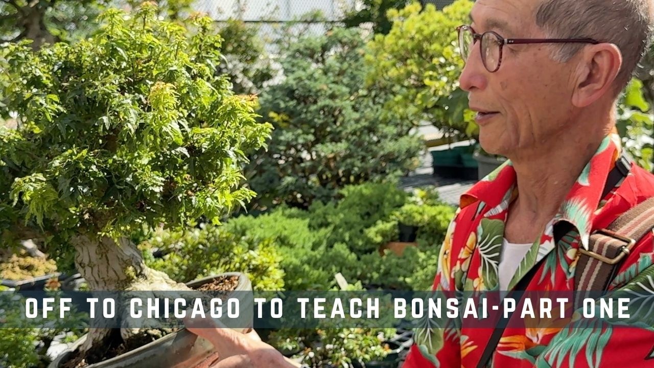 Peter Chan in a Hawaiian shirt beside a bonsai at the Chicago Botanic Garden, from the video Off to Chicago to Teach Bonsai, Part One