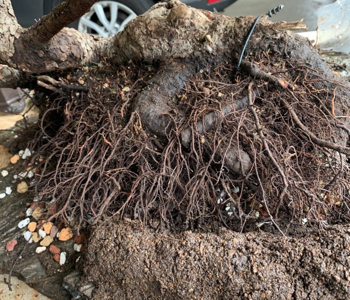 I combed out the root ball and removed any overly long and thick roots typically found on yamadori trees. I secured the drainage screen and wires and added a drainage layer to settle the tree on