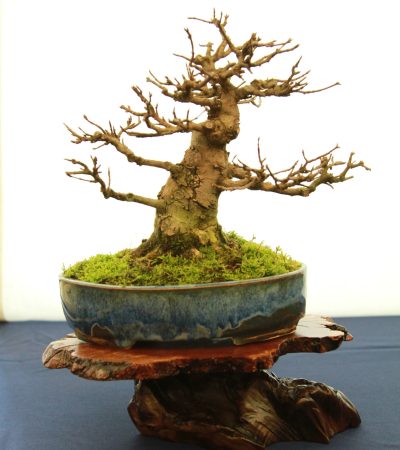 Dan's Trident Maple